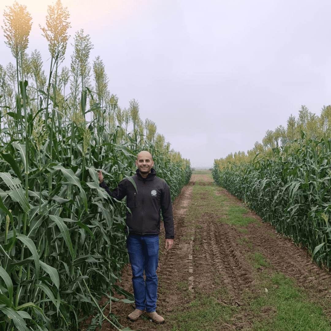 TROPI-1S - Sorgo Silageiro de Alta Rusticidade