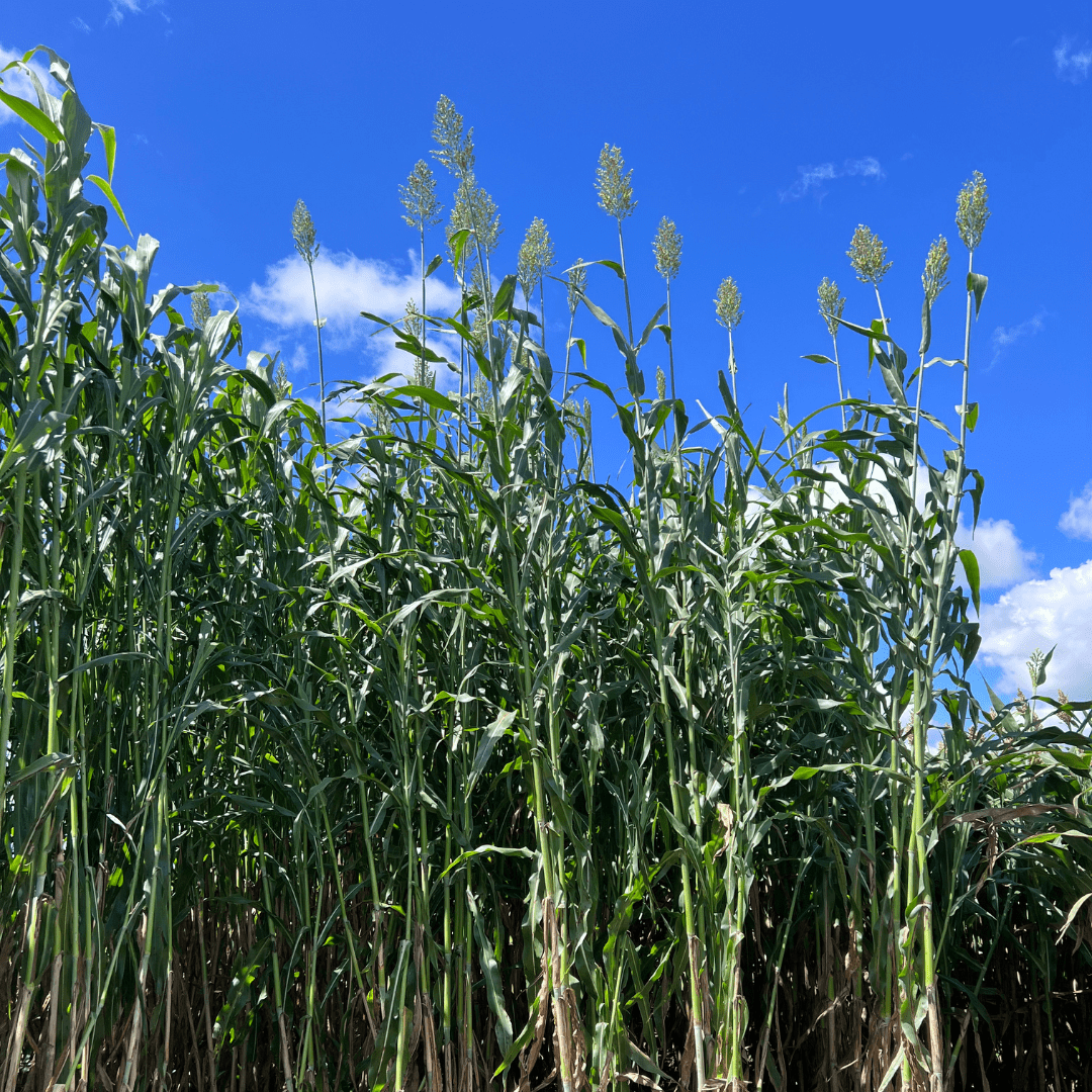 TROPI-1S - Sorgo Silageiro de Alta Rusticidade