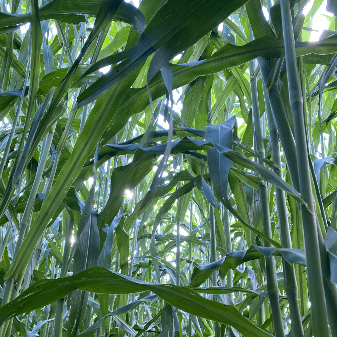 TROPI-3E - Sorgo Gigante Boliviano