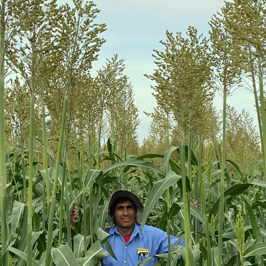 TROPI-1S - Sorgo Silageiro de Alta Rusticidade