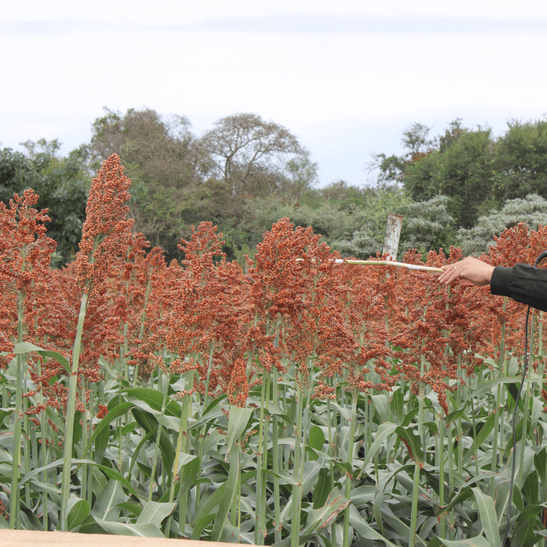 TROPI-2G - Sorgo Granífero de Alto Potencial