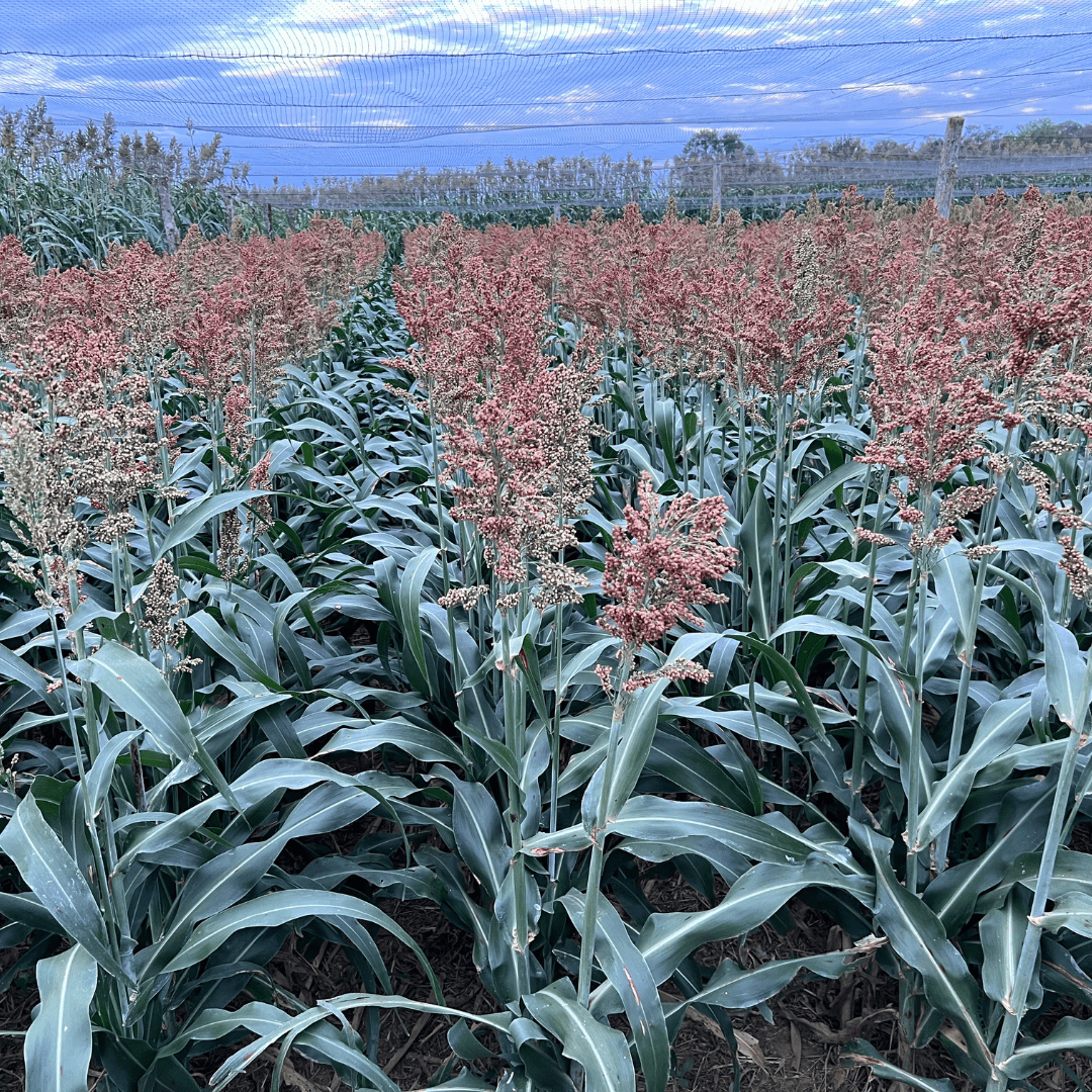 TROPI-2G - Sorgo Granífero de Alto Potencial