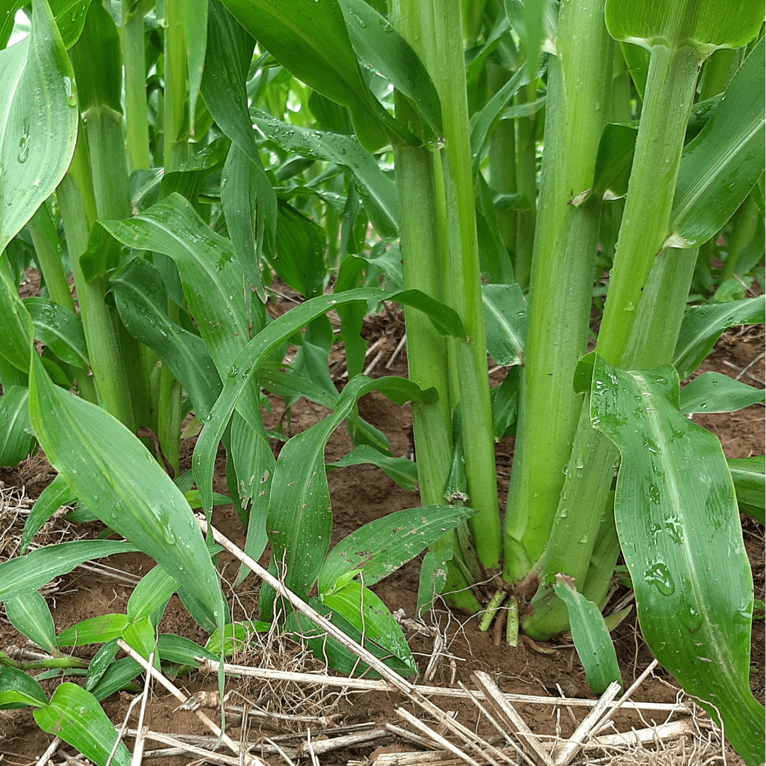 TROPI-3E - Sorgo Gigante Boliviano