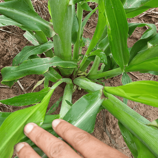 TROPI-3E - Sorgo Gigante Boliviano