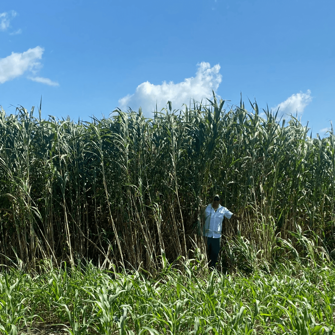 TROPI-3E - Sorgo Gigante Boliviano